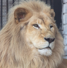 Portrait of a lion in the zoo