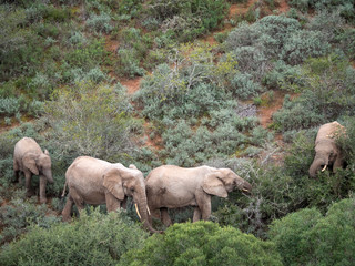 African bush elephant (Loxodonta africana), or African savanna elephant. Eastern Cape. South Africa