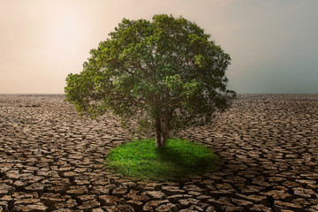 tree with green grass growing on climate change  drought land