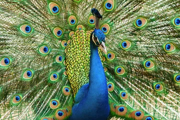Keuken spatwand met foto Portrait peacock with beautiful colorful feather © lovelyday12