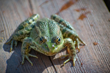  green tree frog with big eyes