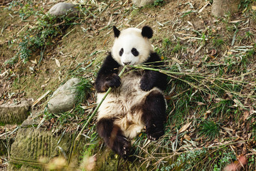 Giant Panda bear. Happy animal eating. Jungle wildlife background. Big funny Panda having dinner in Zoo. chengdu base of giant panda breeding in China.