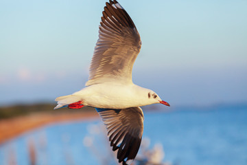 Lonely Seagull flying in the sunset sky.