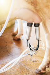 Milking a cow with the milking machine.