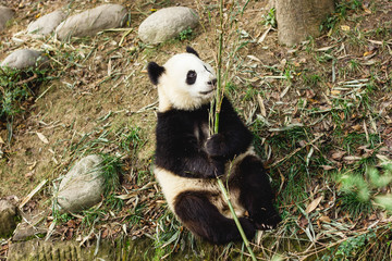 Fototapeta premium Giant Panda bear. Happy animal eating. Jungle wildlife background. Big funny Panda having dinner in Zoo. chengdu base of giant panda breeding in China.