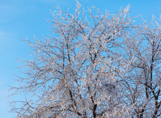 Bare branches of a tree in the snow at dawn in winter