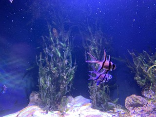 zebra-fish-1
