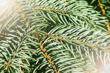 Naklejka na ściany i meble Spruce needles pattern. Tree branch texture. Pine fir background. Green shiny christmas backdrop.