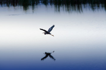 Purple Heron flying in the wetland.