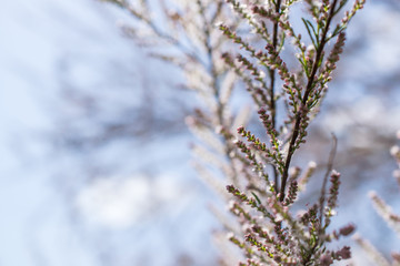 Close up tamarix blooming tree branch. Deciduous, herbaceous, twiggy shrub covered with pink flowers. Spring sunny day. Background. Copy space for your text