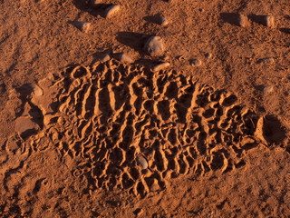 African bush elephant (Loxodonta africana), or African savanna elephant spoor. Eastern Cape. South Africa