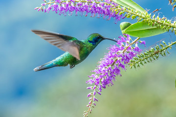 Action scene with hummingbird Tourmaline Sunangel, eating nectar from beautiful yellow flower in...