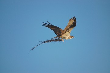 Osprey bird flying with seaweed building nest Southshore, Plymouth, Massachusetts