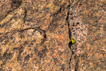 Lizard on stone