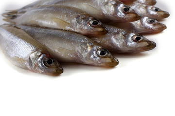 Smelt fishes