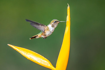Action scene with hummingbird Tourmaline Sunangel, eating nectar from beautiful yellow flower in Ecuador.