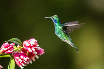 Fototapeta premium Action scene with hummingbird Tourmaline Sunangel, eating nectar from beautiful yellow flower in Ecuador.