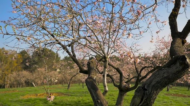 Branches of blooming almond tree with pink flowers on the foreground with alleys of almond trees in bloom at Quinta de los Molinos city park downtown Madrid at Alcala street in early spring.