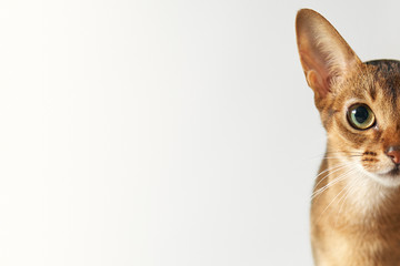 Young brown abessin cat Half of muzzle close up portrait on a white background Free place. Cat...