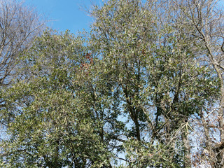 Chêne de Turner (Quercus x turneri pseudoturneri), un arbre multicaule à couronne arrondie, tiges ramifiées, feuillage vert foncé et brillant, oval et lobé, à l'écorce brun gris