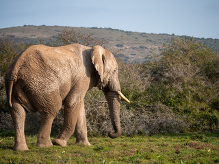 Eastern Cape