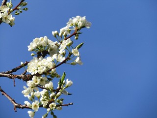 Blooming branch with white flowers on a branch against a blue sky