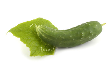 Cucumber and leaf