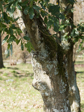 (Quercus x turneri pseudoturneri) Tronc &agrave; &eacute;corce et rameaux brun-gris du Ch&ecirc;ne de Turner, au feuillage luisant toujours vert 