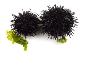 Black sea urchins on alga