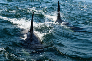 Orcas in the Saanich Inlet, Vancouver Island, North-America, Canada, British Colombia, August 2015