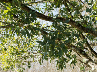 (Quercus x turneri pseudoturneri) Chêne de Turner aux feuilles coriaces et lobées, face supérieure vert foncé, au revers gris et feutré