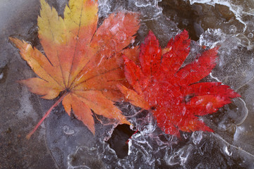 Iced autumn maple leaves