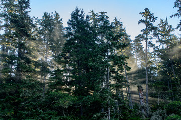 Sunbeams in the forest of the Pacific-Rim-Nationalpark, Vancouver Island, North-America, Canada, British Colombia, August 2015