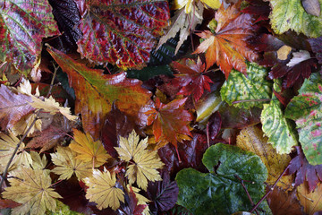 Autumn leaves background