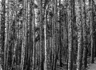 A forest of trunks, Rubble Creek Trail, North-America, Canada, British Colombia, August 2015