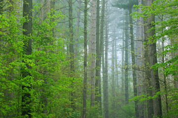 Landscape of spring woodland in fog, Kellogg Forest, Michigan, USA