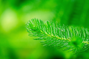 Green leaves blurred with the patterned blurry background.