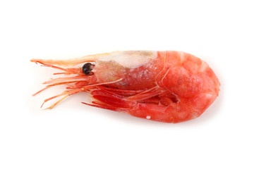 Shrimp