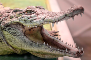 crocodile head isolated close up on a green background