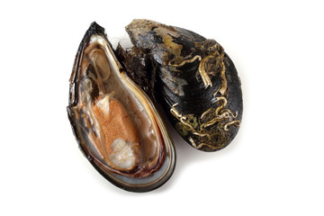 Mussels