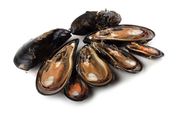 Mussels