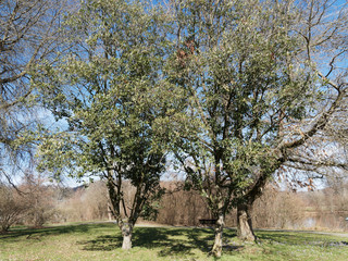 (Quercus x turneri pseudoturneri) Chêne de Turner, un arbre multicaule à couronne arrondie, tiges...