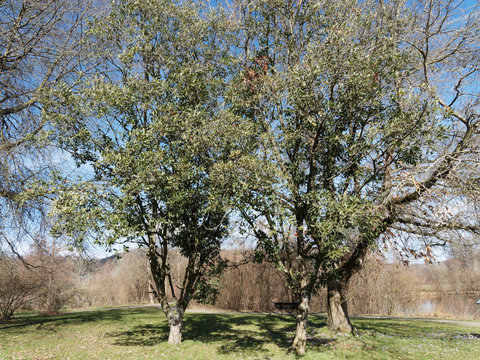 (Quercus x turneri pseudoturneri) Ch&ecirc;ne de Turner, un arbre multicaule &agrave; couronne arrondie, tiges ramifi&eacute;es, feuillage vert fonc&eacute; et brillant, oval et lob&eacute;, &agrave; l'&eacute;corce brun gris