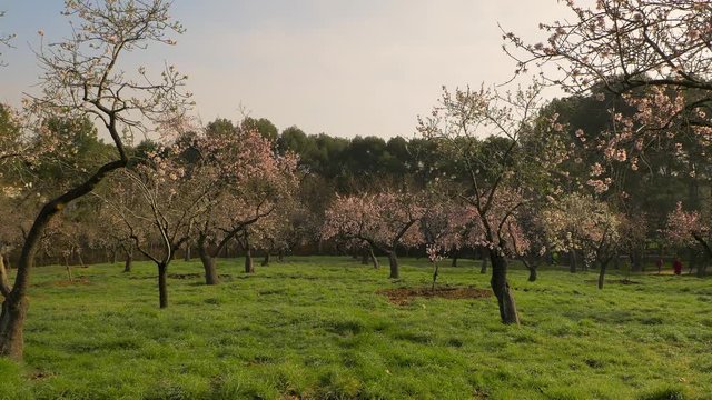 Branches of blooming almond tree with pink flowers on the foreground with alleys of almond trees in bloom at Quinta de los Molinos city park downtown Madrid at Alcala street in early spring.