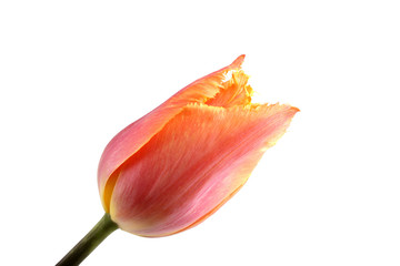 Multicolor tulip