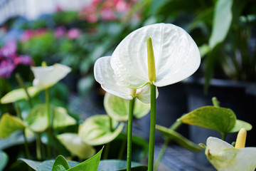white Anthurium flower in a plastic pot put on a shelf