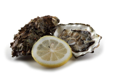 Oyster, opened oyster and lemon slice