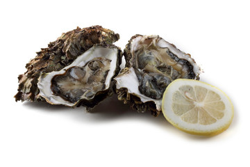 Oyster, opened oysters and lemon slice