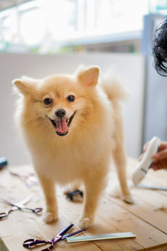 Someone Grooming Or Cut A Dog Hair A Pomeranian Or Small Dog Breed With A Hair Clippers And It Sticks Out Its Tongue