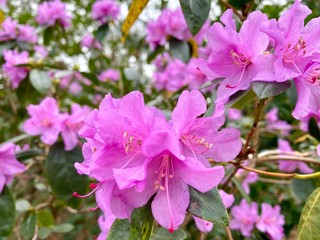 pink flowers in garden